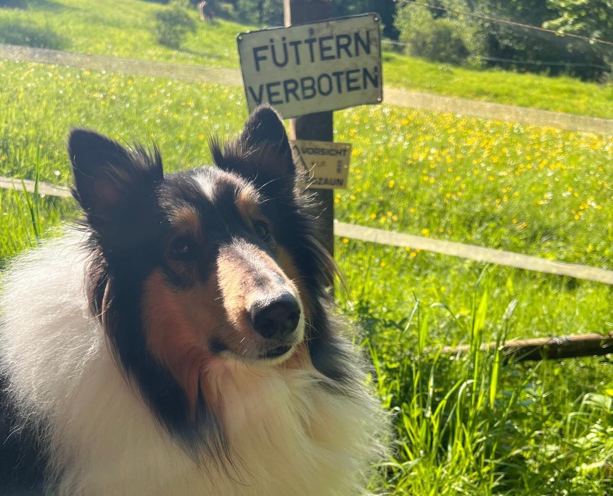 Therapeutin arbeitet ruhig mit Hund