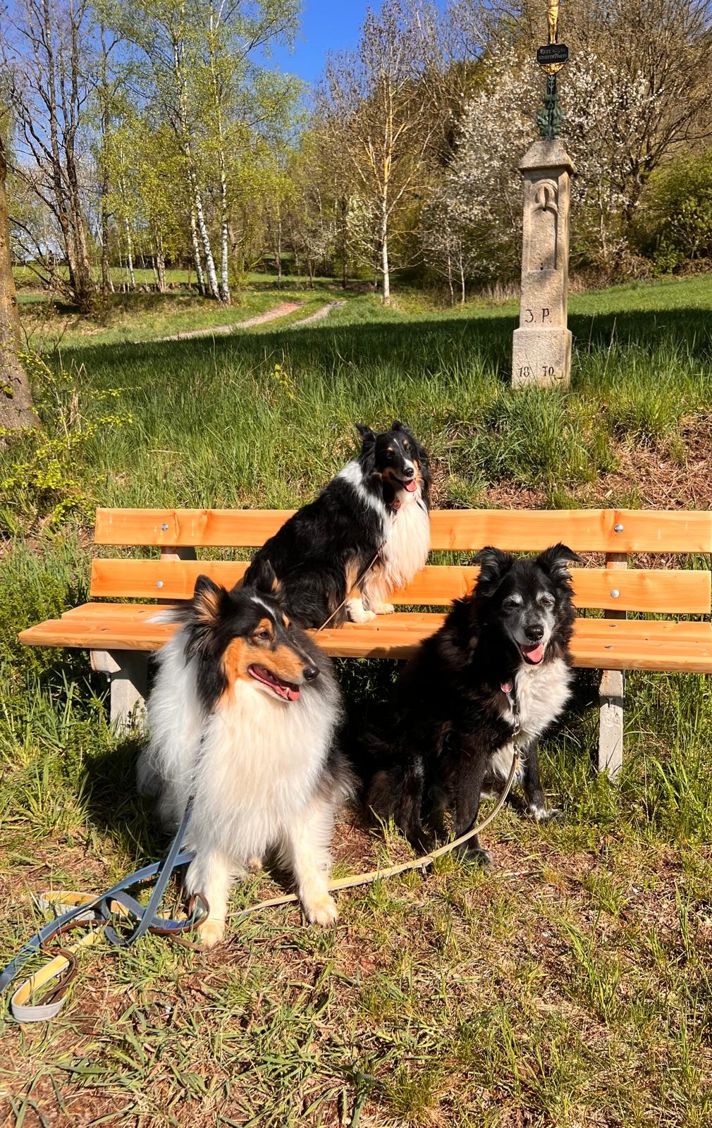 Hund im Grünen bei ruhigem Training