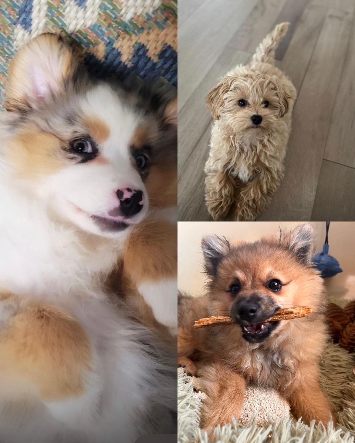 Hund und Mensch begegnen sich in Ruhe