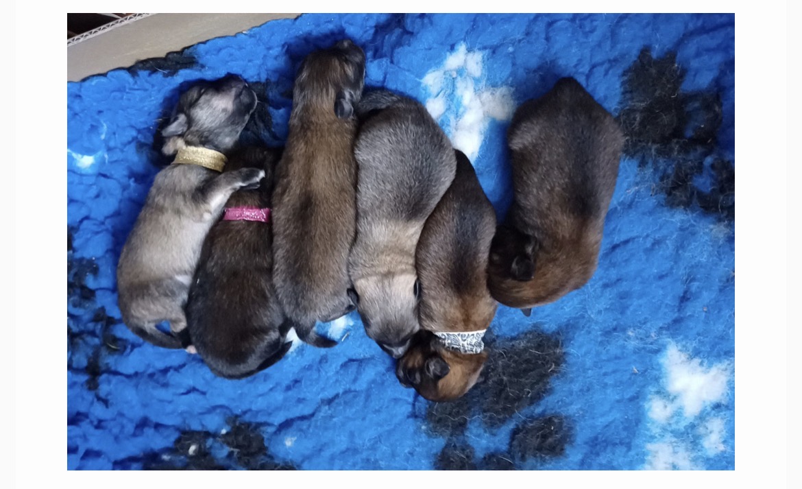 Neugeborene Welpen in der Wurfkiste