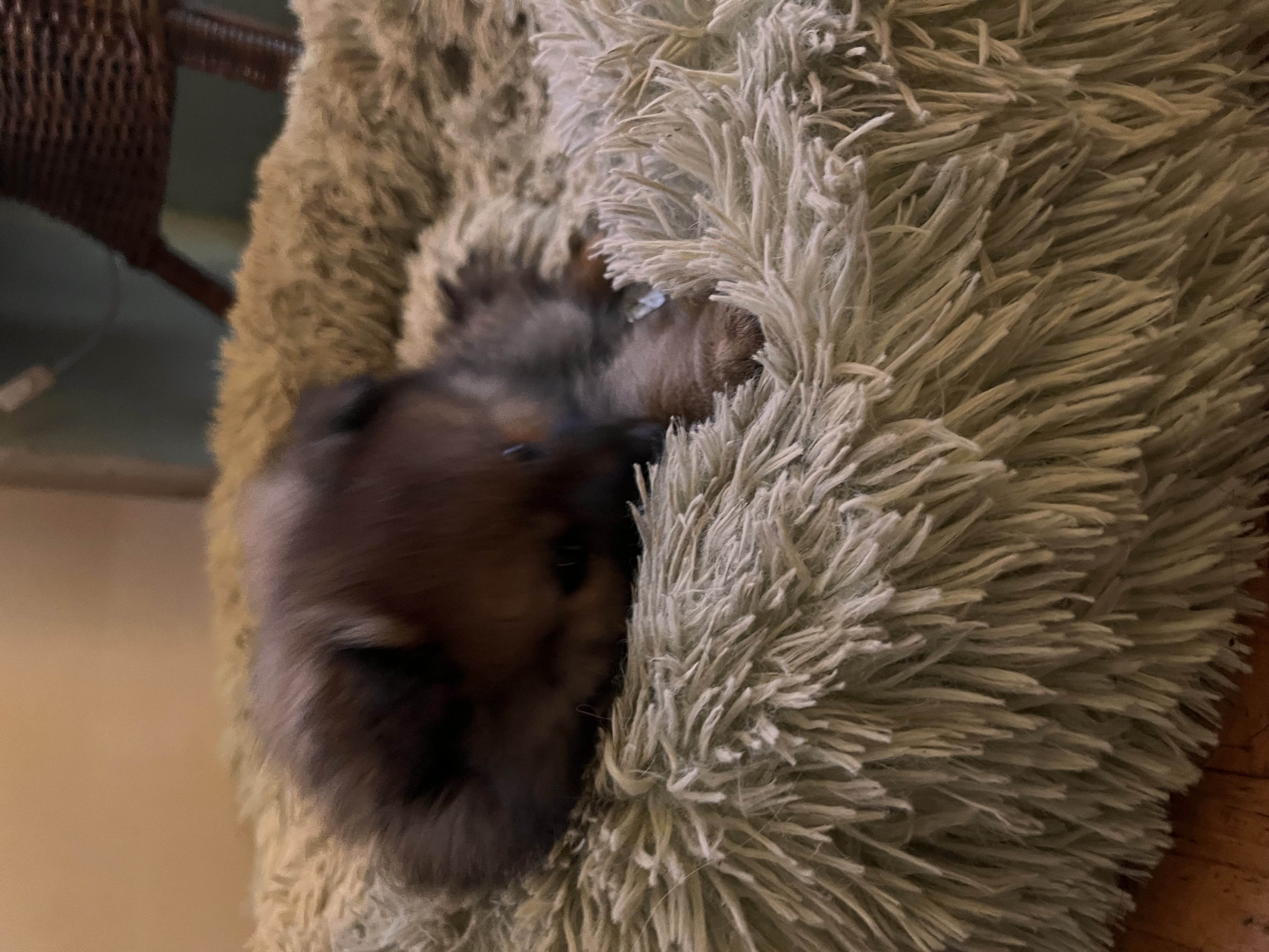 Schlafender Welpe im Kuschelbett