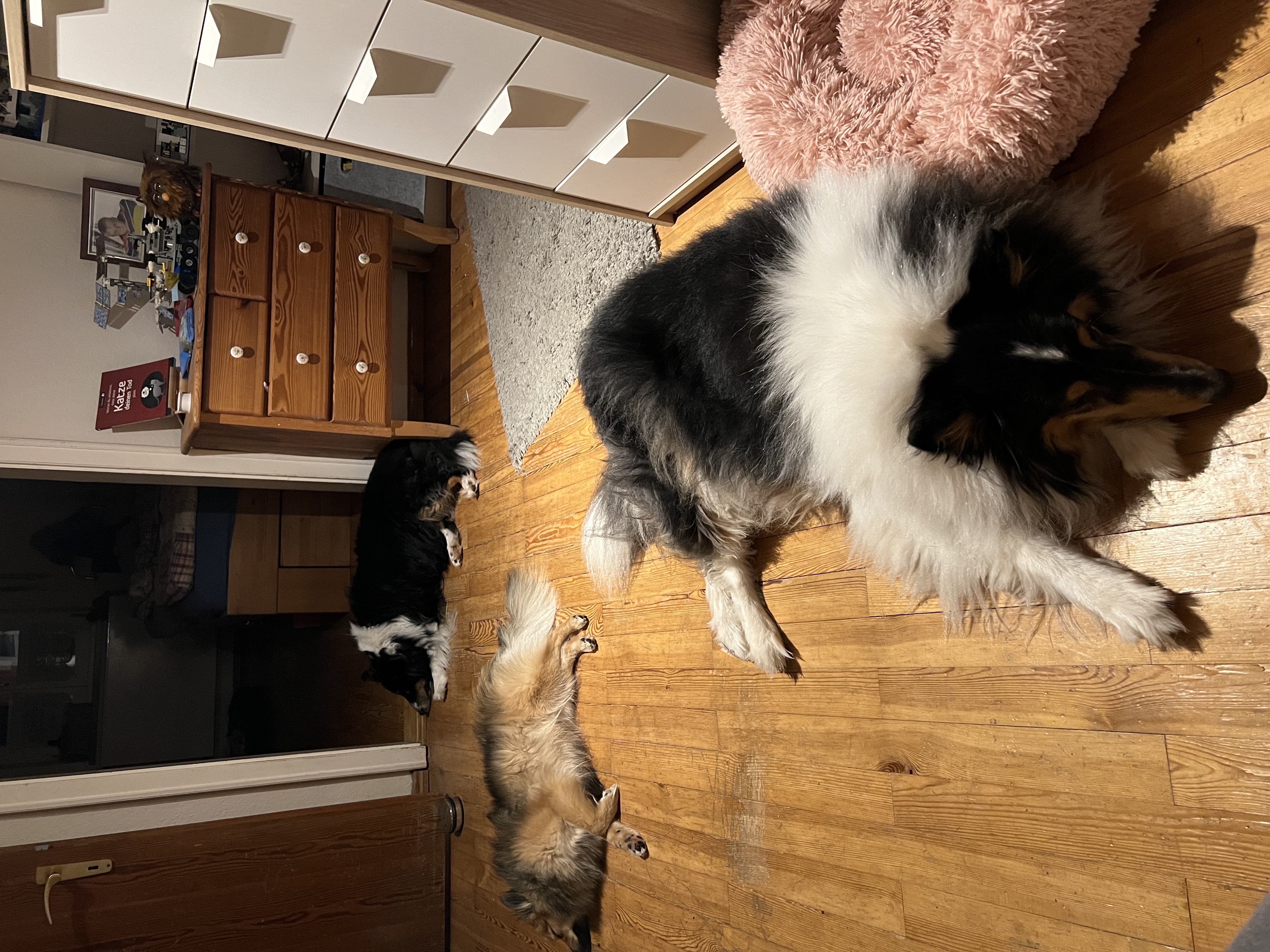 Hunde ruhig im Wohnzimmer