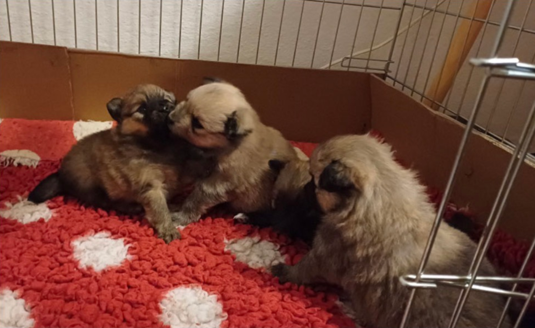 Welpen im großen Welpenauslauf