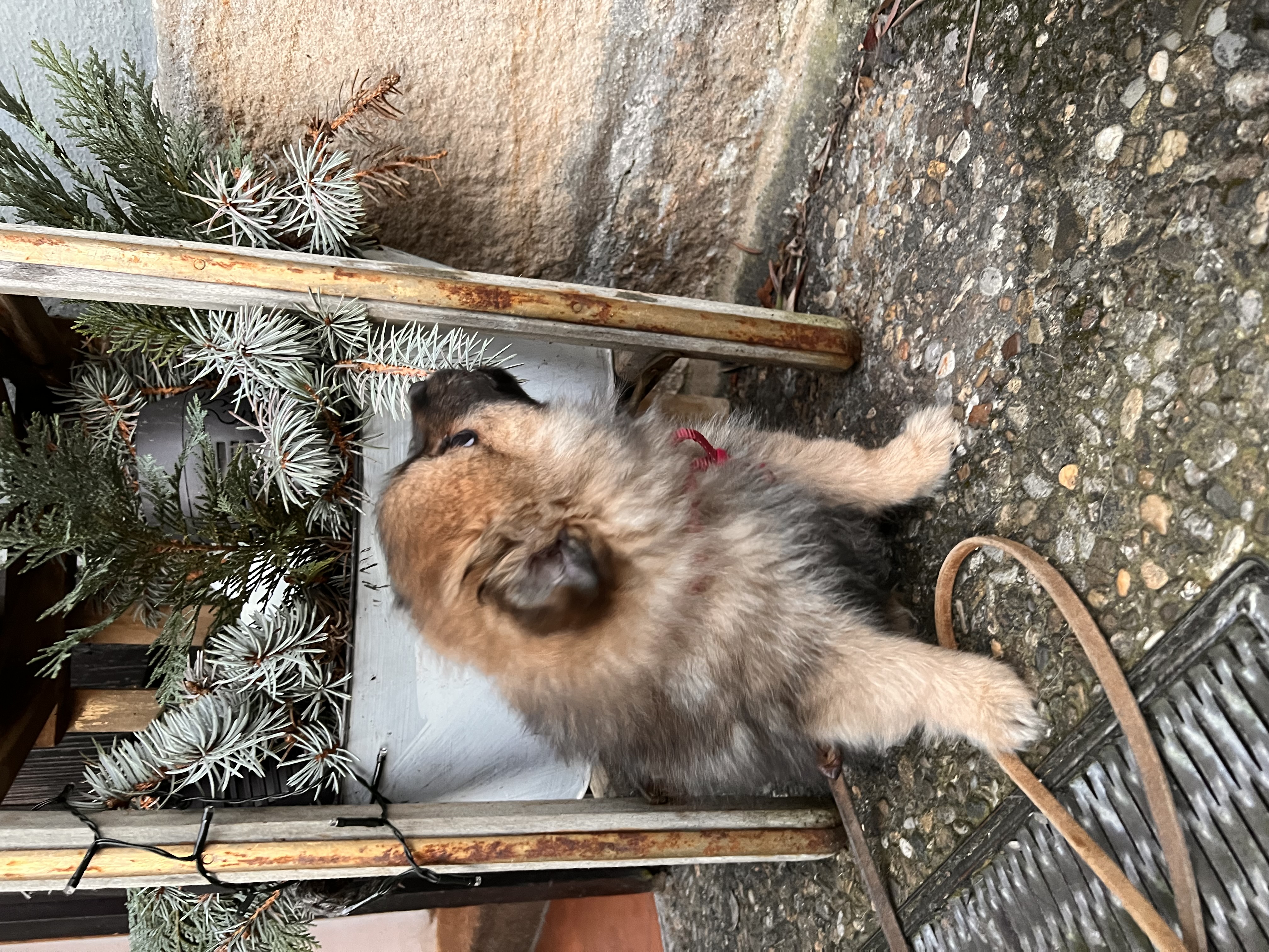 Welpe entdeckt sein neues Zuhause